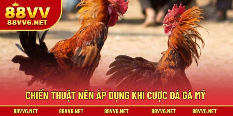 Chiến thuật để giành kết quả tốt trong chiến kê Mỹ