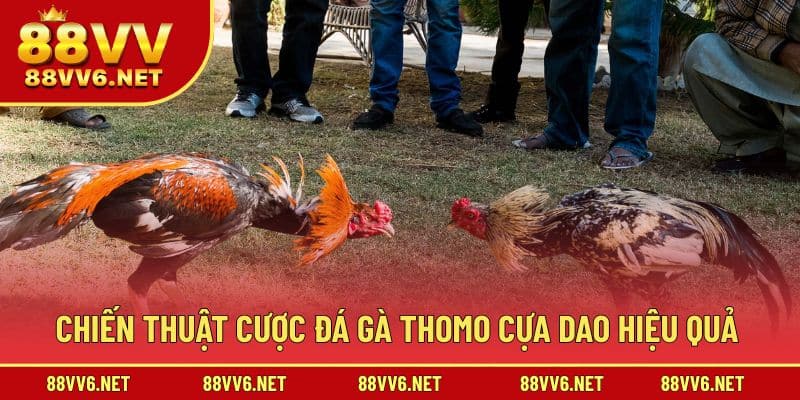 Chiến thuật hiệu quả trong cá cược cho đá gà Thomo