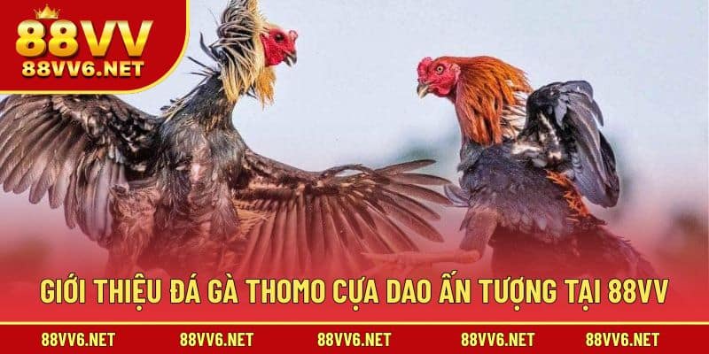 Giới thiệu bộ môn đá gà Thomo cựa dao hấp dẫn
