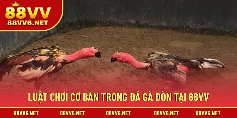 Tranh tài đá gà đòn với luật tham gia đơn giản