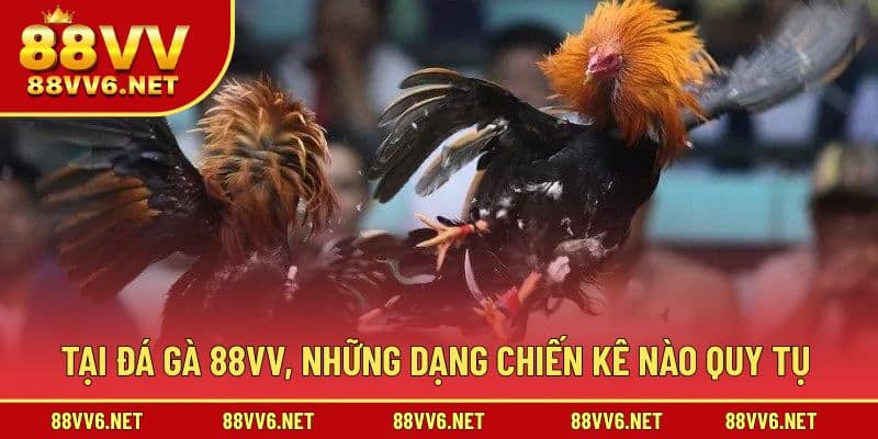 Tại đây quy tụ chiến kê xuất sắc từ nhiều khu vực