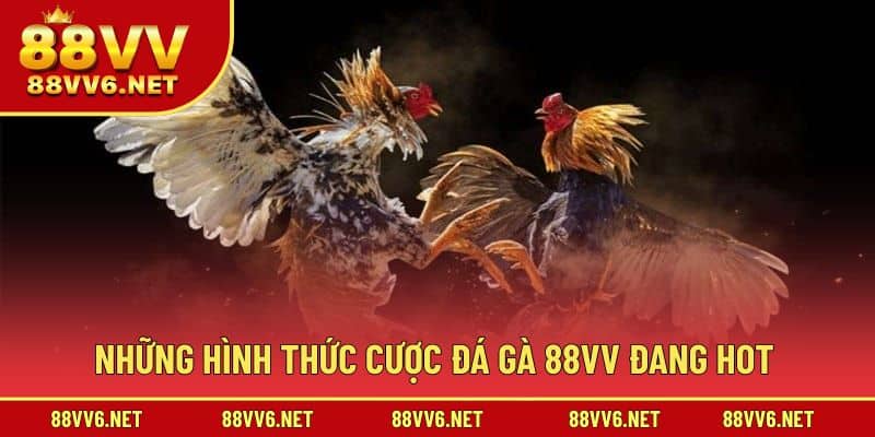 Đa dạng hình thức cược chiến kê thi đấu ấn tượng