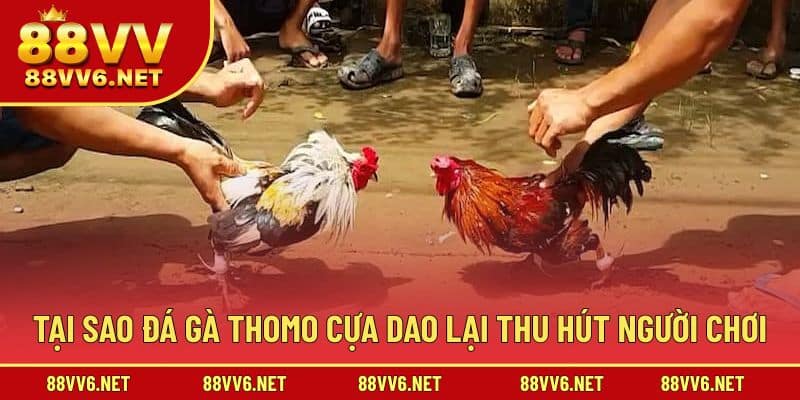 Tại sao đá gà Thomo luôn thu hút đông đảo người chơi