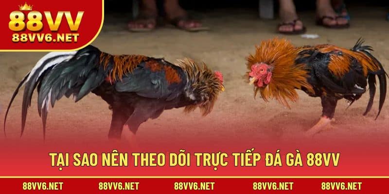 Những lý do mà bạn nên theo dõi trực tiếp đá gà